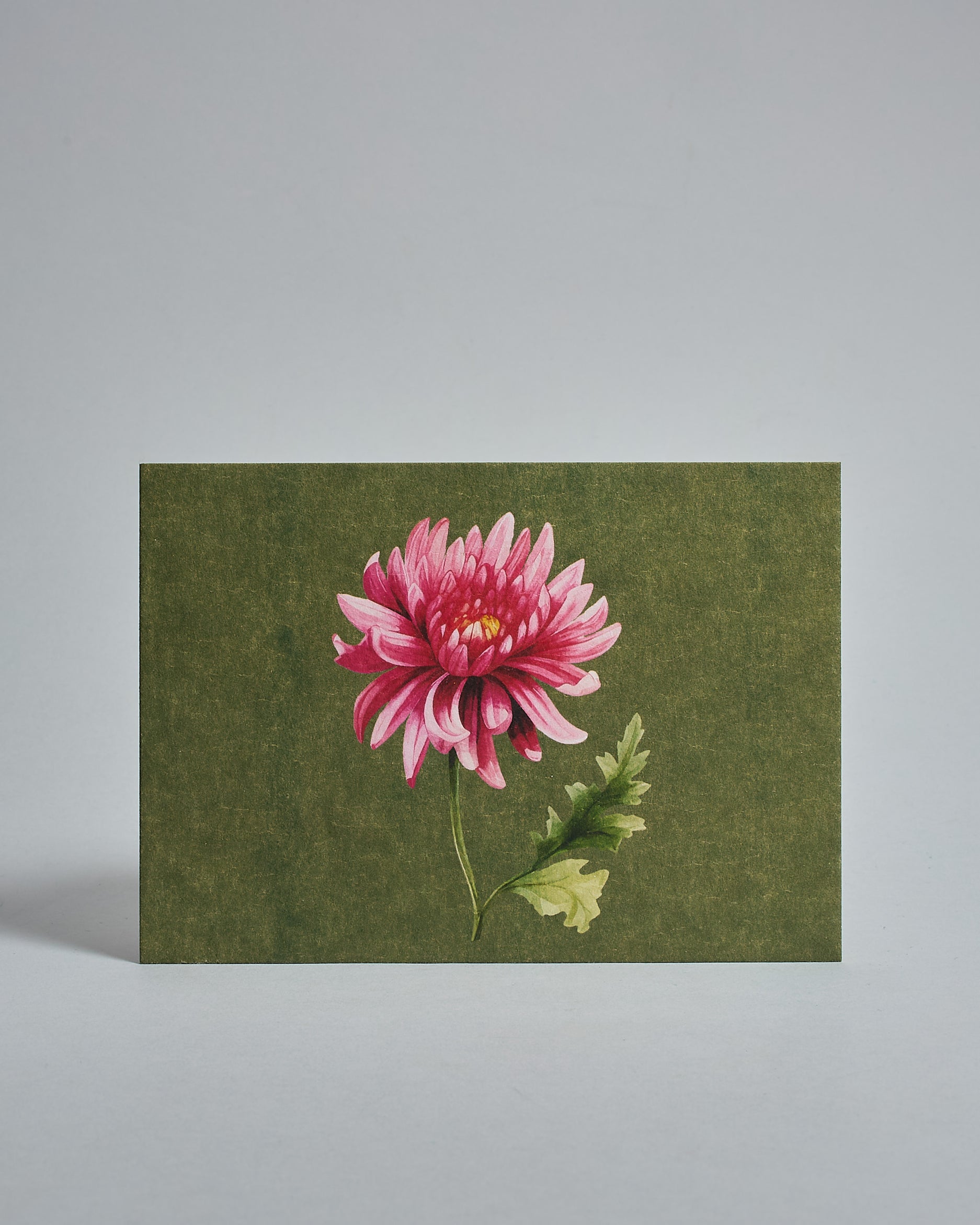 Die Vorderseite der Postkarte im Querformat vor hellgrauem Hintergrund. Die Postkarte zeigt eine gemalte Chrysantheme auf moosgrünem Hintergrund, gedruckt auf Holzschliffpappe.