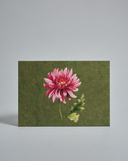 Die Vorderseite der Postkarte im Querformat vor hellgrauem Hintergrund. Die Postkarte zeigt eine gemalte Chrysantheme auf moosgrünem Hintergrund, gedruckt auf Holzschliffpappe.