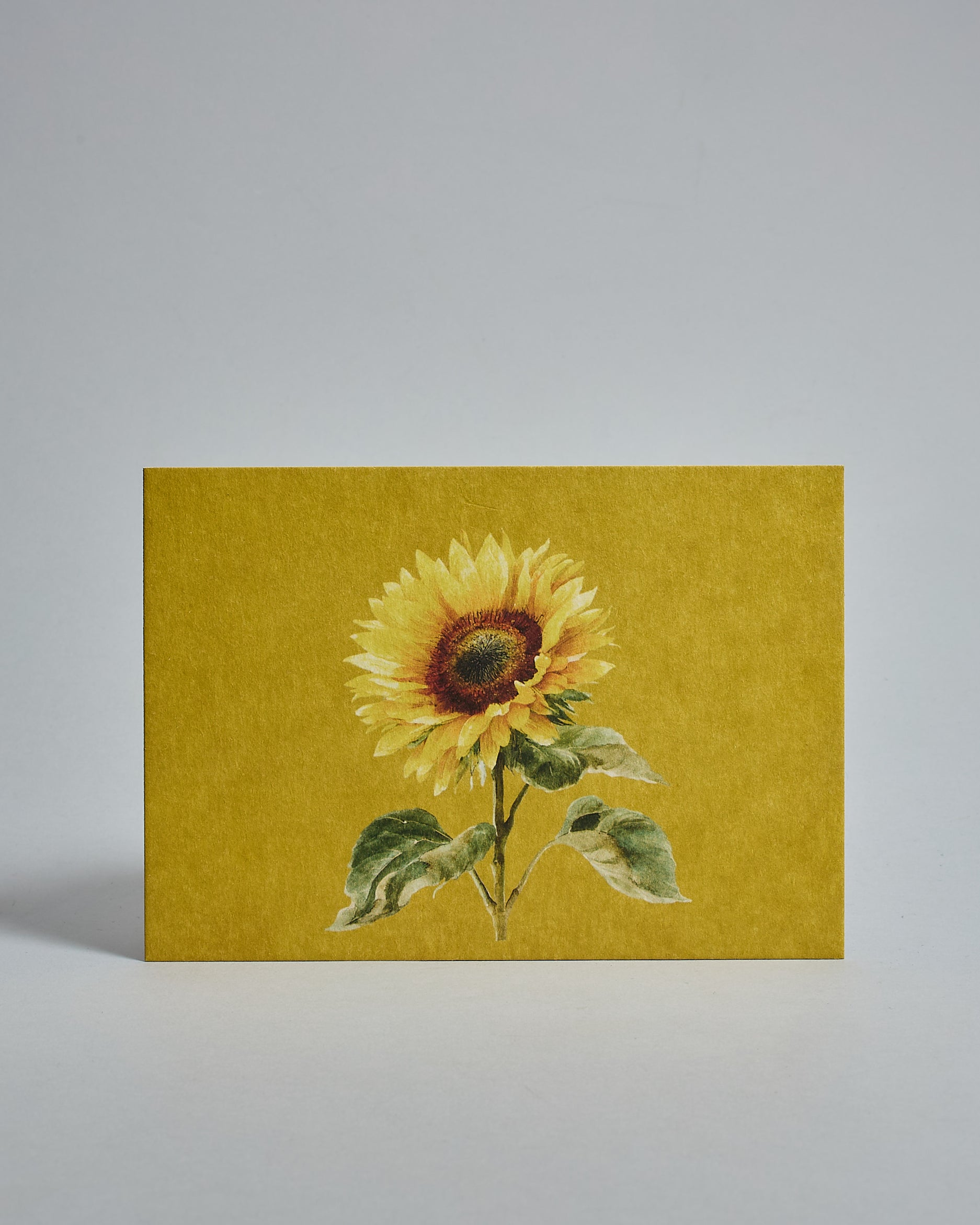Die Vorderseite der Postkarte im Querformat vor hellgrauem Hintergrund. Die Postkarte zeigt eine gemalte Sonnenblume auf gelbem Hintergrund, gedruckt auf Holzschliffpappe.