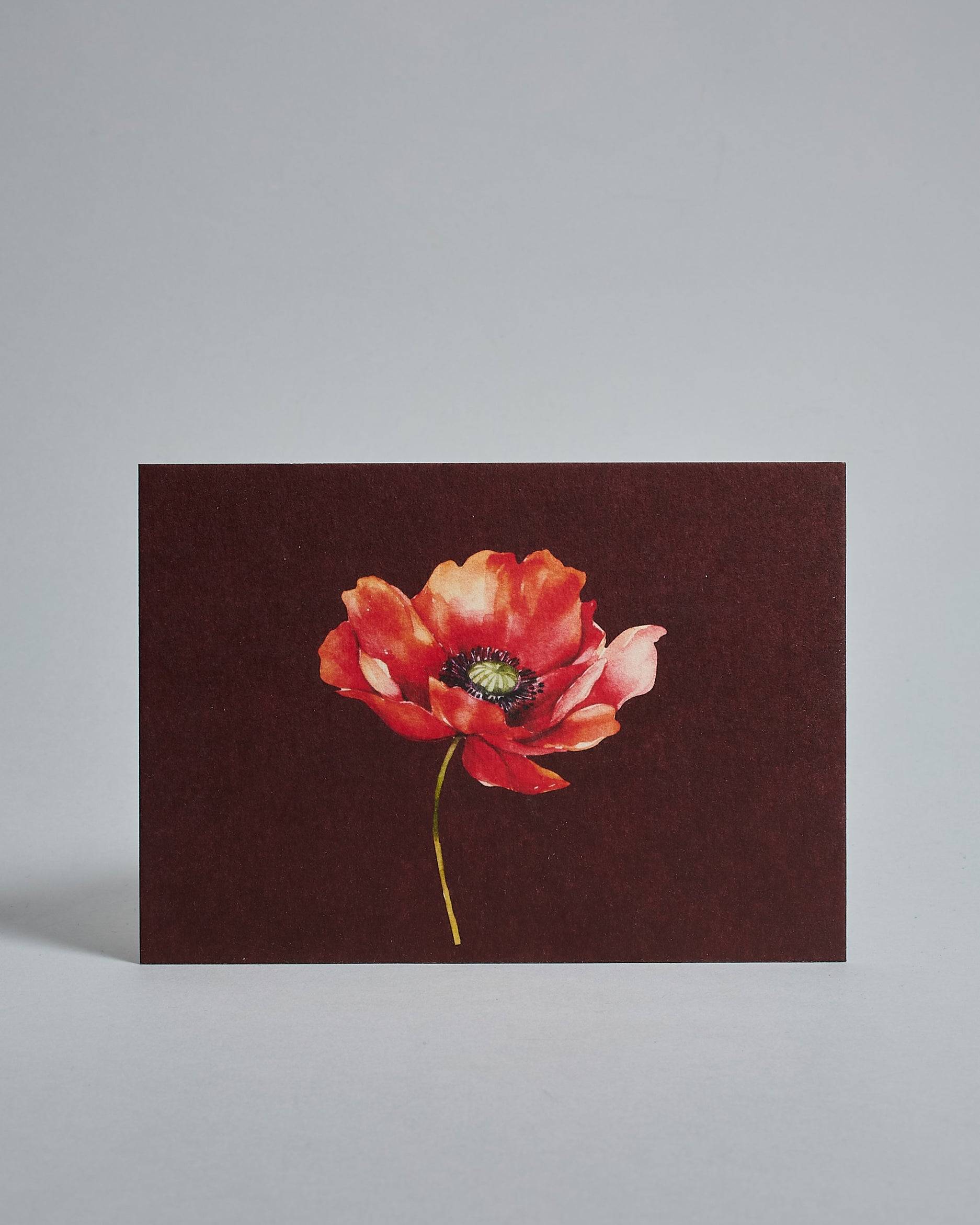 Die Vorderseite der Postkarte im Querformat vor hellgrauem Hintergrund. Die Postkarte zeigt eine gemalte Mohblume auf dunkelrotem Hintergrund, gedruckt auf Holzschliffpappe.