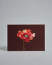 Die Vorderseite der Postkarte im Querformat vor hellgrauem Hintergrund. Die Postkarte zeigt eine gemalte Mohblume auf dunkelrotem Hintergrund, gedruckt auf Holzschliffpappe.