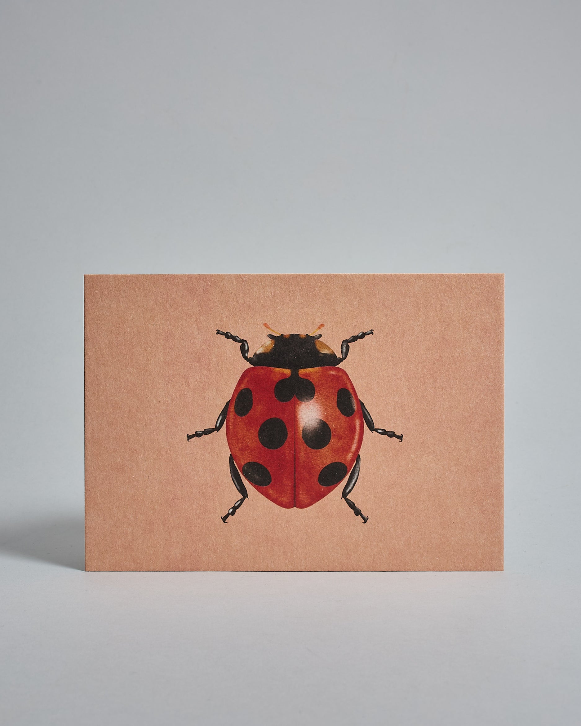 Die Vorderseite der Postkarte im Querformat vor hellgrauem Hintergrund. Die Postkarte zeigt einen gemalten Marienkäfer auf hellrotem Hintergrund, gedruckt auf Holzschliffpappe.