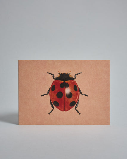 Die Vorderseite der Postkarte im Querformat vor hellgrauem Hintergrund. Die Postkarte zeigt einen gemalten Marienkäfer auf hellrotem Hintergrund, gedruckt auf Holzschliffpappe.